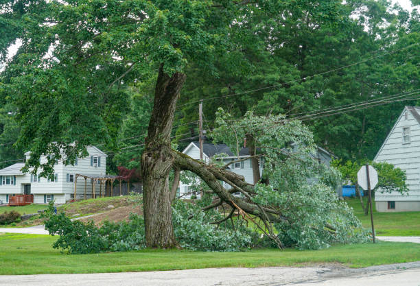 Leaf Removal Services in West Carthage, NY