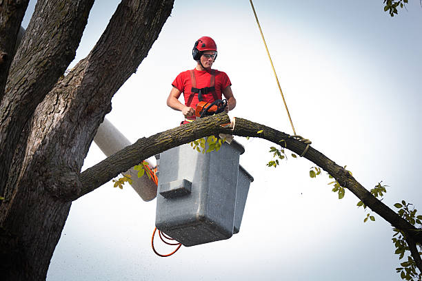 Best Tree Maintenance Programs  in West Carthage, NY