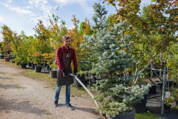 Best Tree Mulching Services  in West Carthage, NY