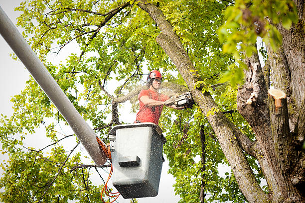 Why Choose Our Tree Removal Services in West Carthage, NY?