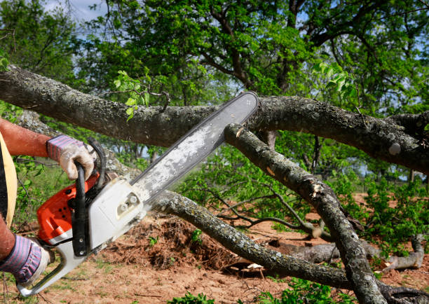 West Carthage, NY  Tree Services Company